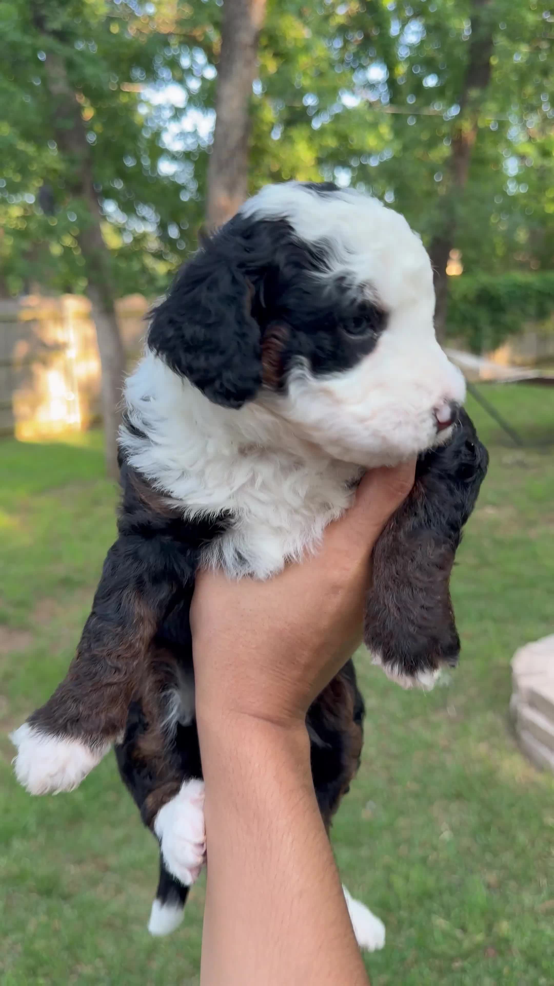 Mini Bernedoodle dogs for sale: Pepper Jam - Video 1