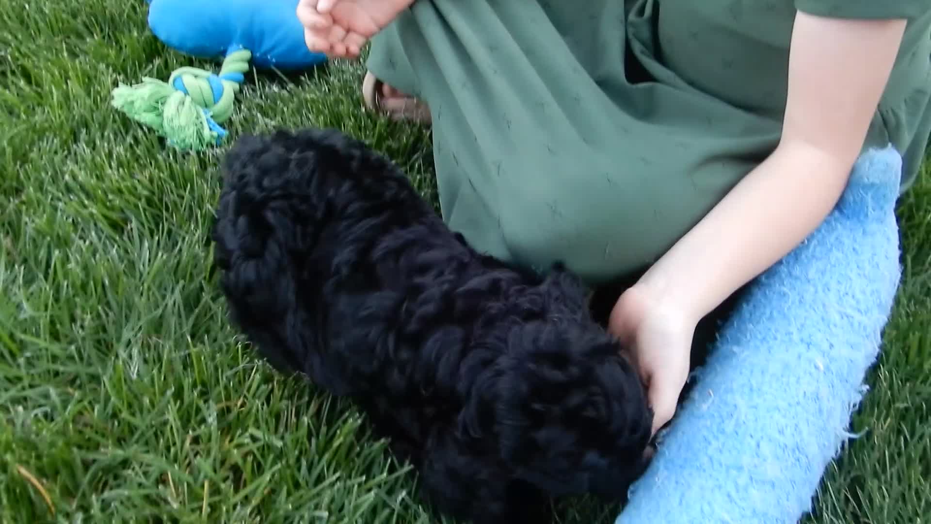Cockapoo dogs for sale: Millie - Video 2