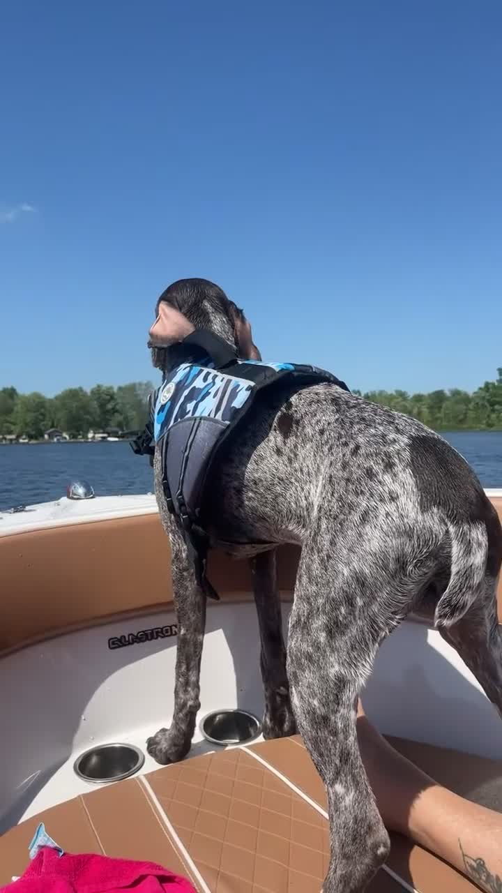 German Shorthaired Pointer dogs for sale: German Shorthaired Pointer 1 - Video 2