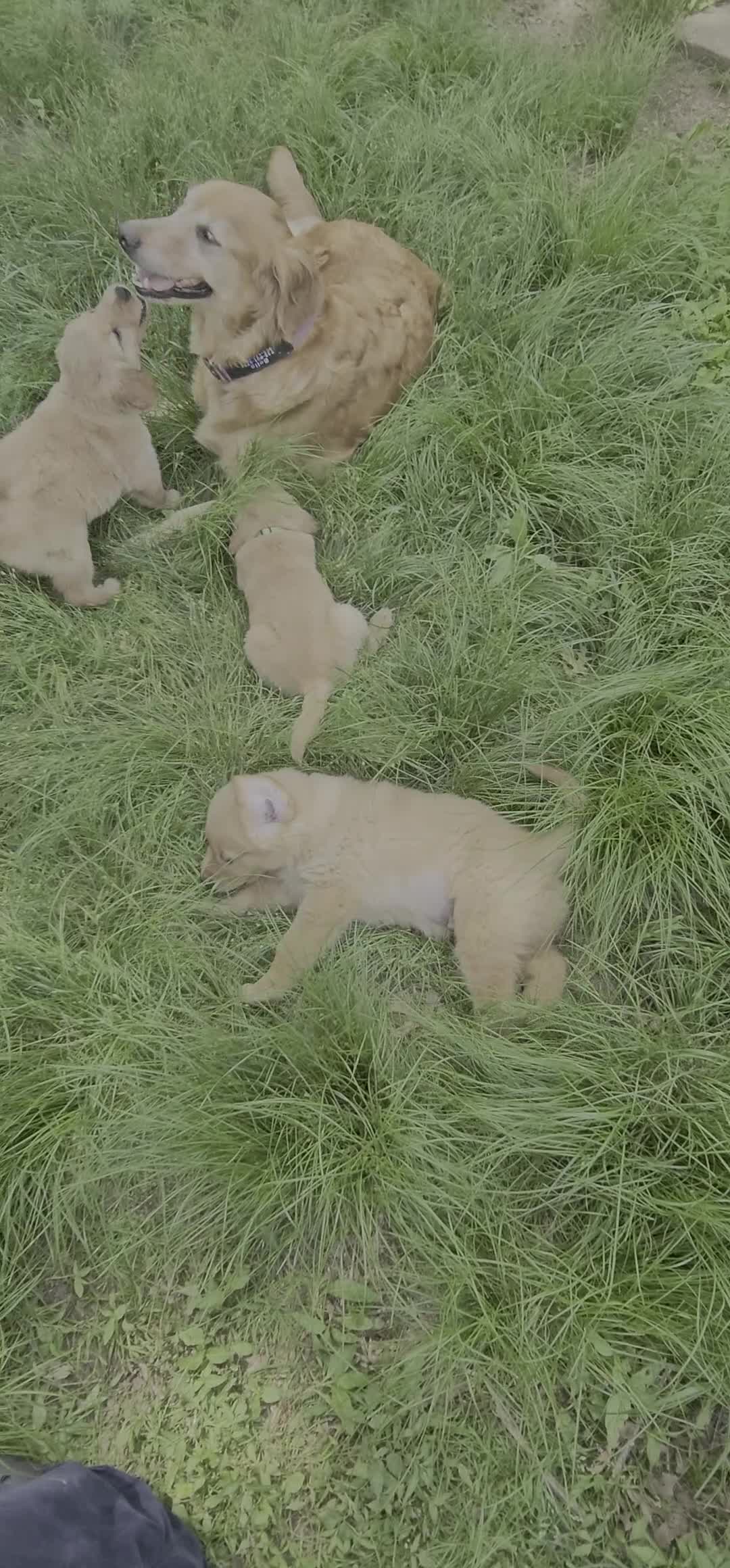 Golden Retriever dogs for sale: Bunny girl - Video 1