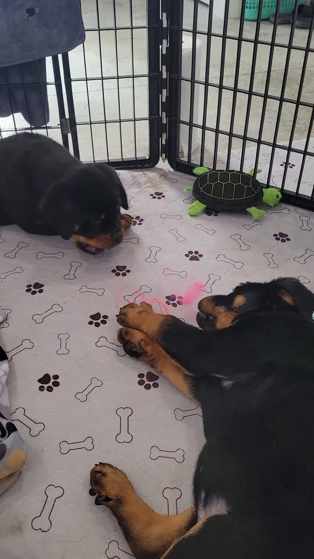 Rottweiler dogs for sale: Hailey - Video 1