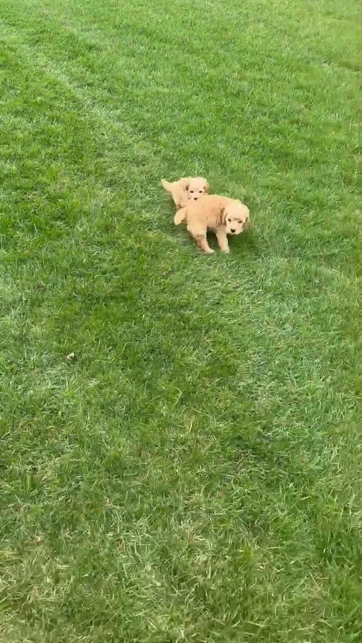 Mini Goldendoodle dogs for sale: Mini George - Video 3