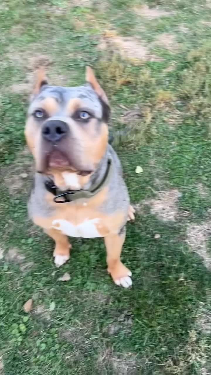 American Bully dogs for sale: American Bully Puppy 7 - Video 4