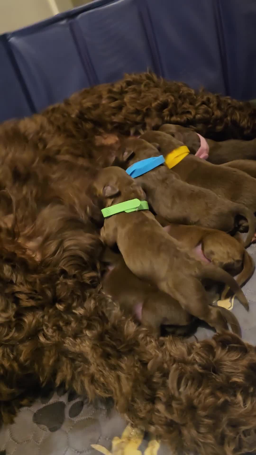 Labradoodle dogs for sale: Tater - Video 2