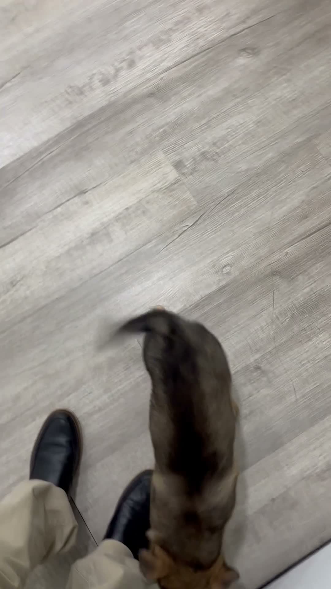 German Shepherd dogs for sale: Moby - Video 1