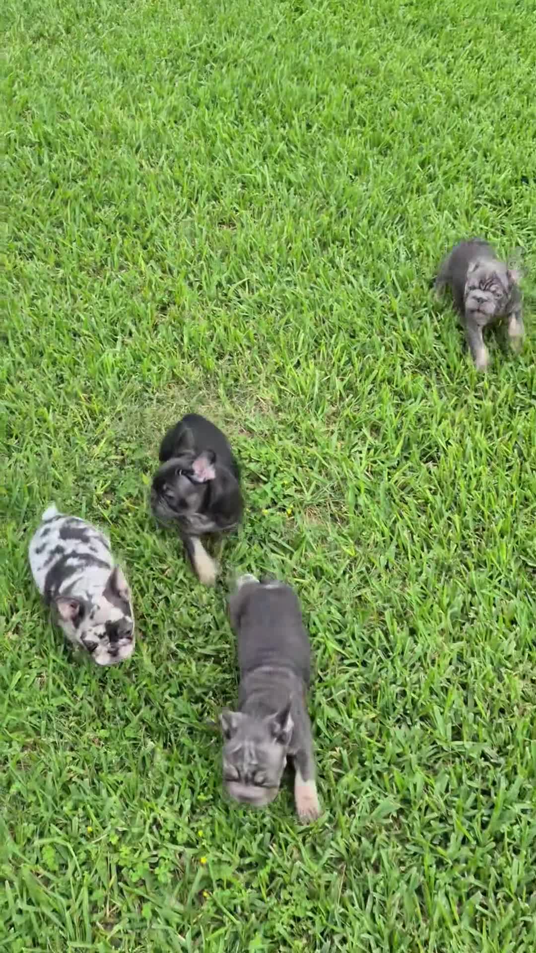 French Bulldog dogs for sale: Debow Big Rope Fluffy Carrier - Video 1