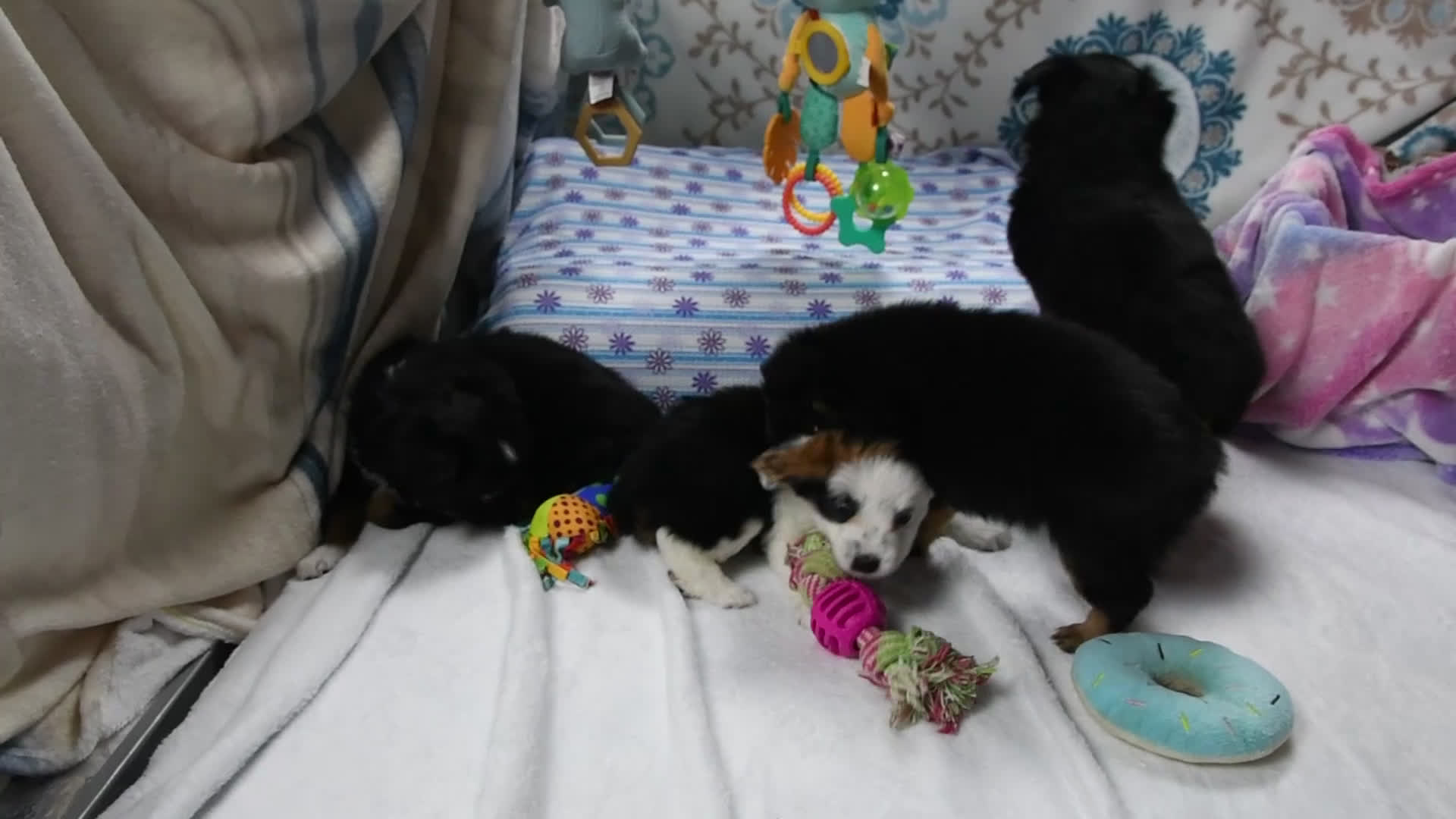 Toy Australian Shepherd dogs for sale: Bronson - Video 1
