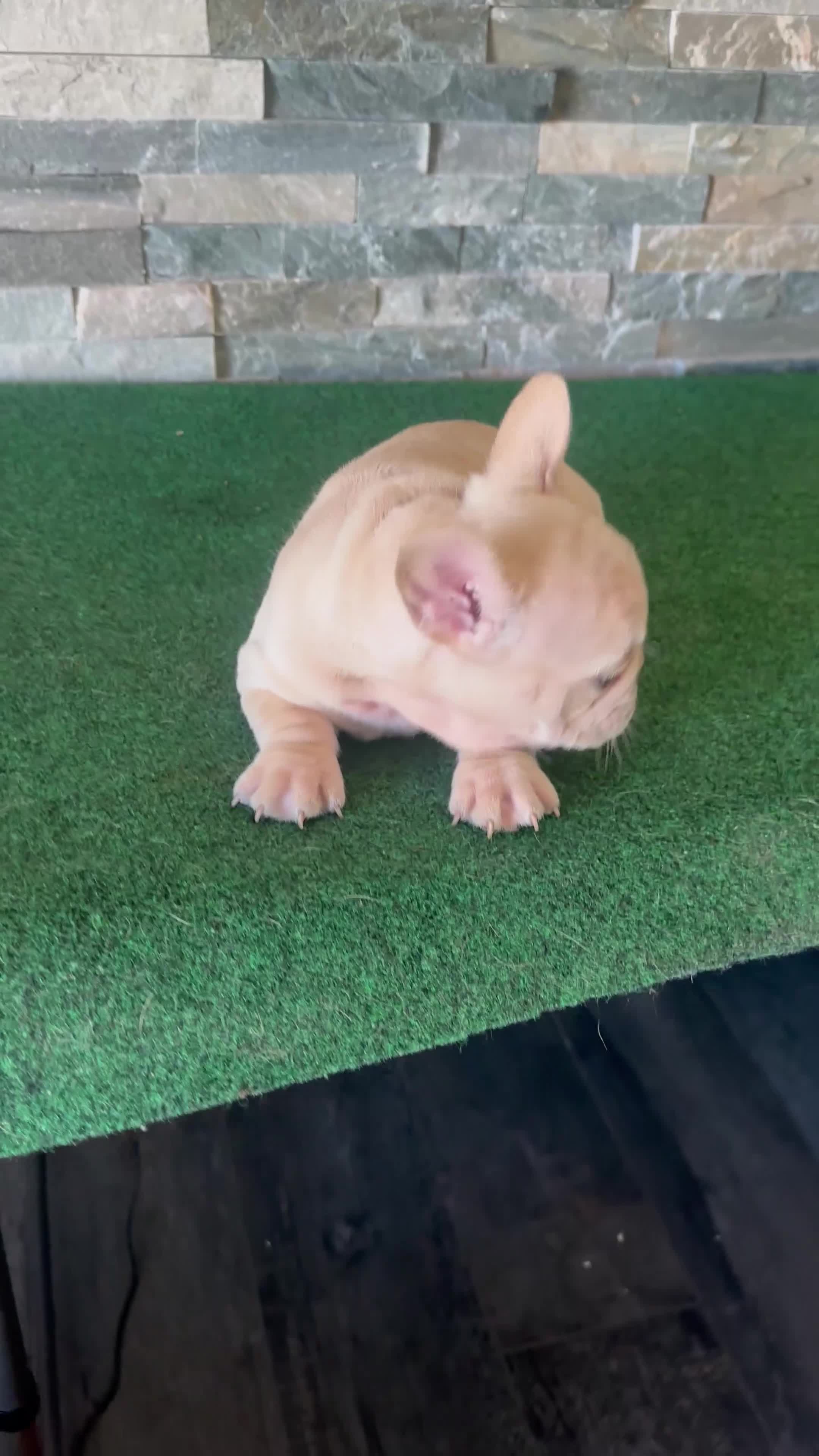 French Bulldog dogs for sale: Mercedes - Video 1