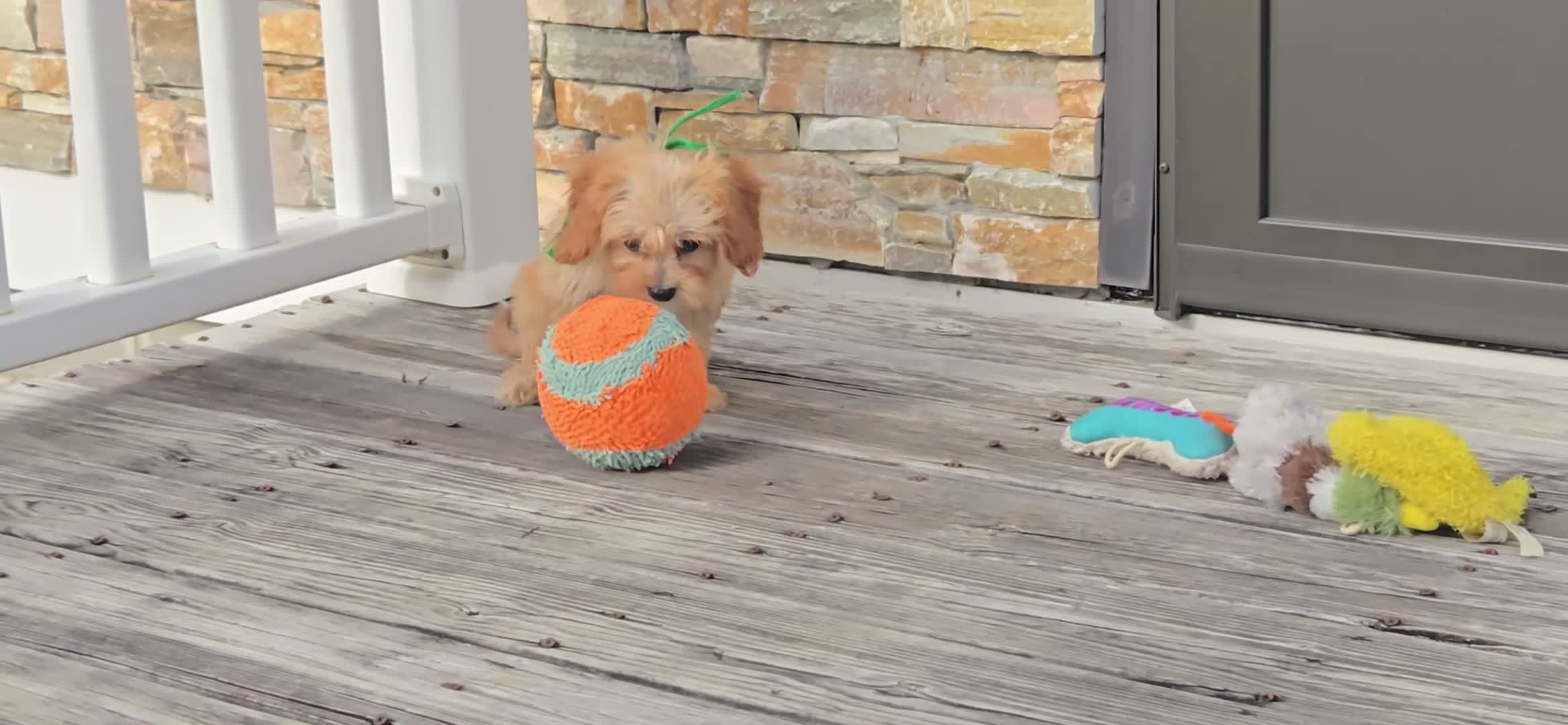 Cavapoo dogs for sale: Teddy - Video 1