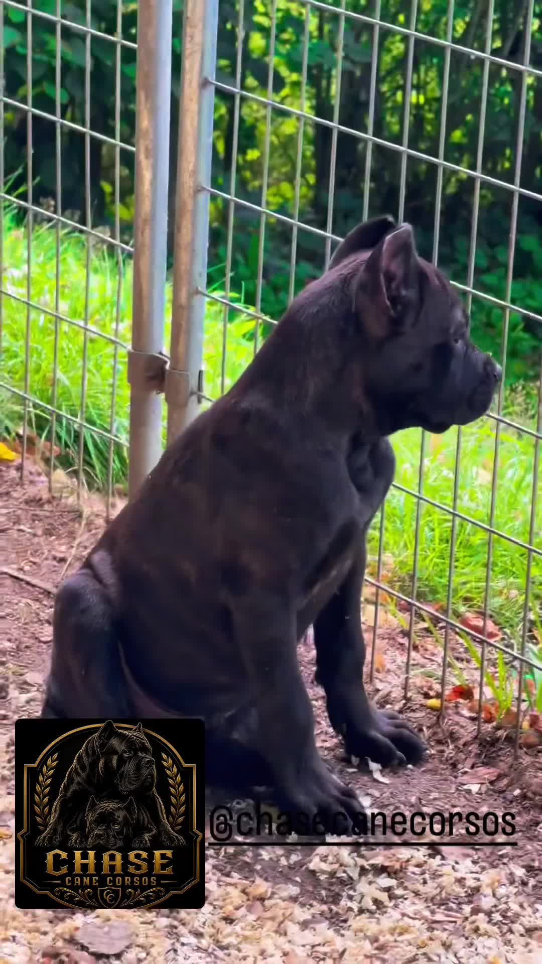 Cane Corso dogs for sale: Corso(brindle, Green Collar) - Video 1