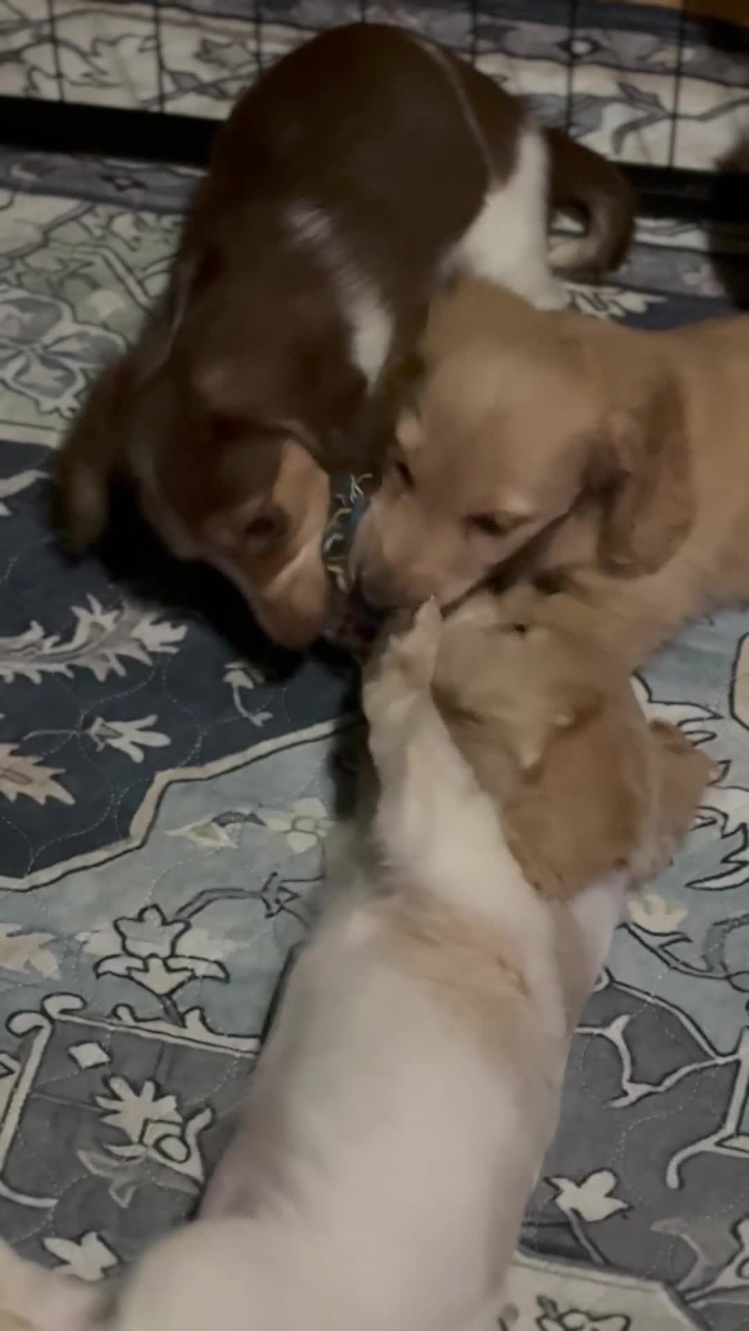 Miniature Dachshund dogs for sale: Ted - Video 1
