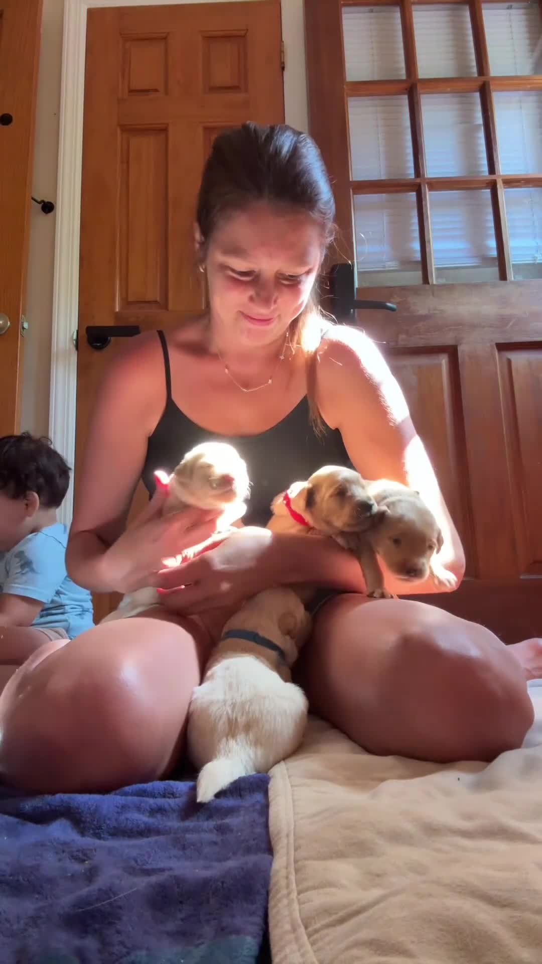 Goldendoodle dogs for sale: Simba  - Video 1