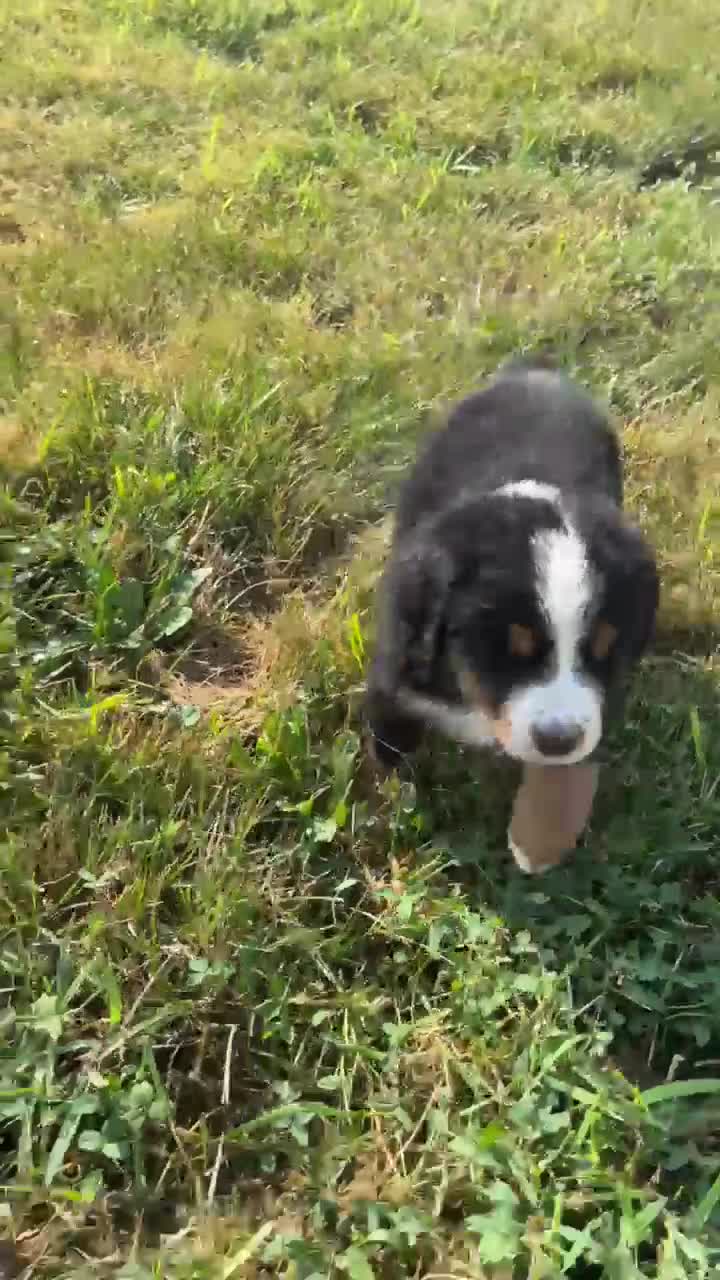 Bernese Mountain Dog dogs for sale: Paisley - Video 2