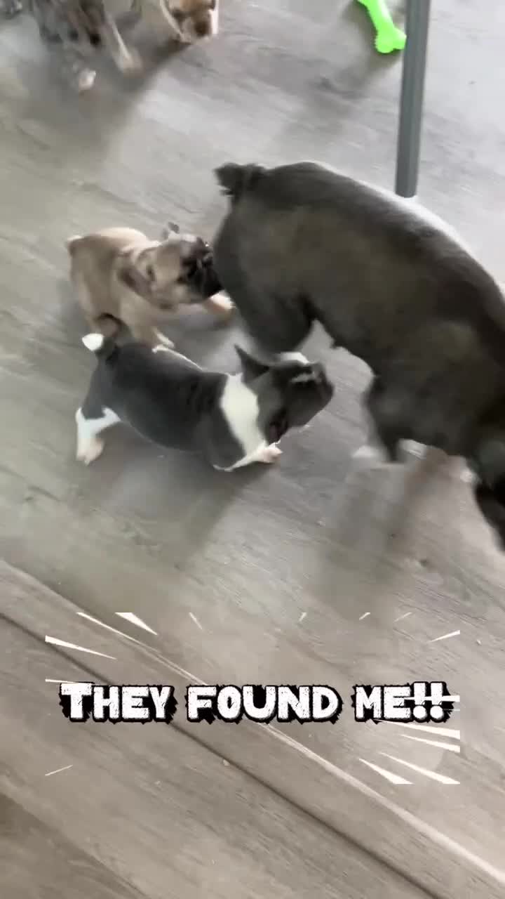 French Bulldog dogs for sale: Butler - Video 3