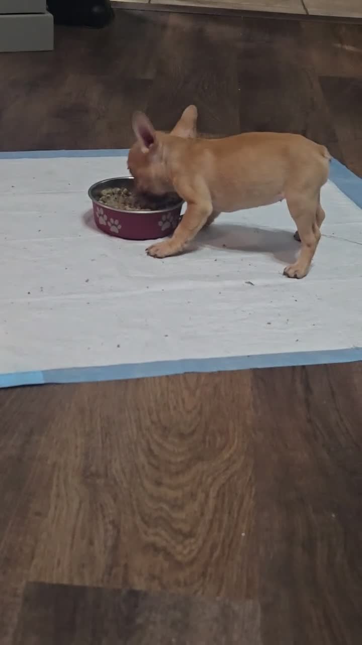 French Bulldog dogs for sale: French Bulldog 3 - Video 1