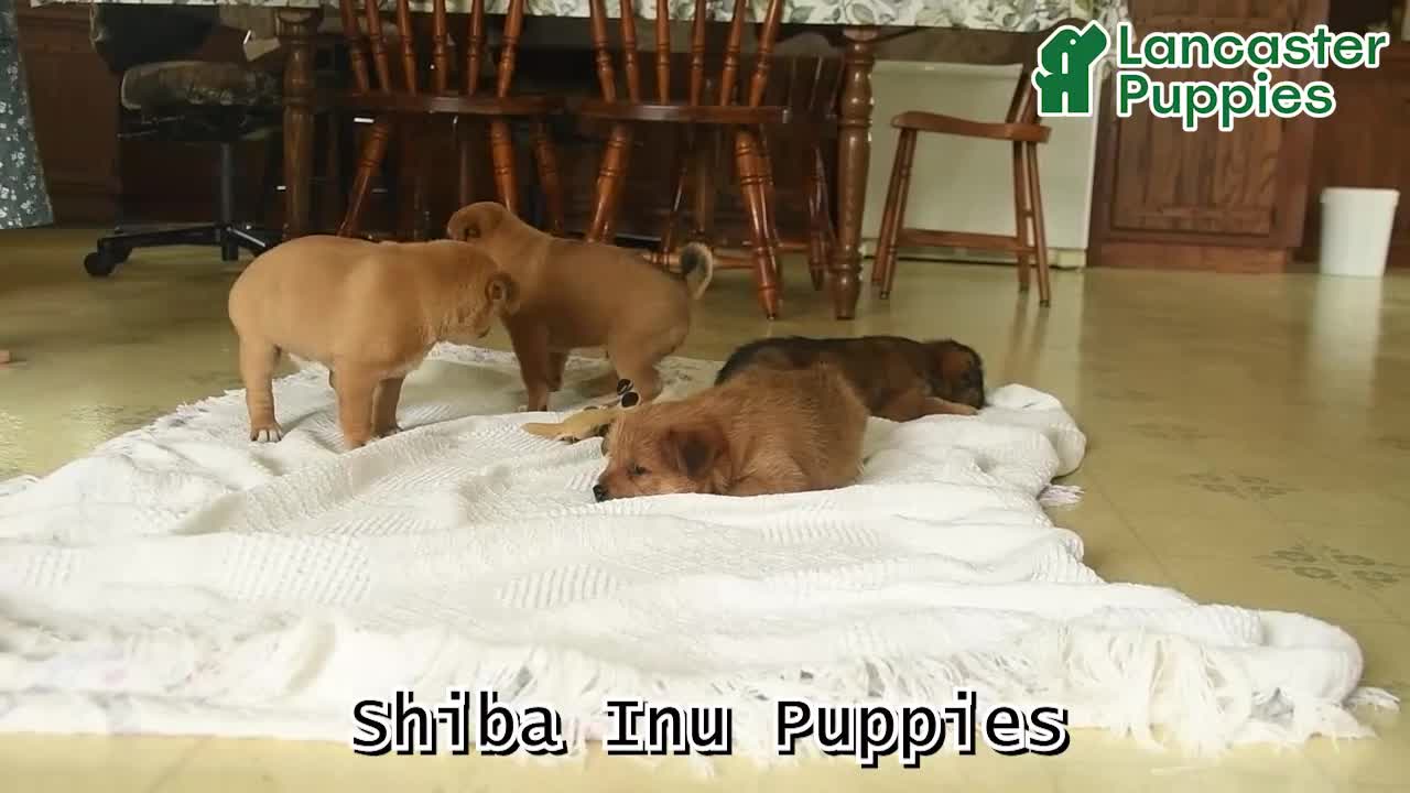 Shiba Inu dogs for sale: Ranger  - Video 1