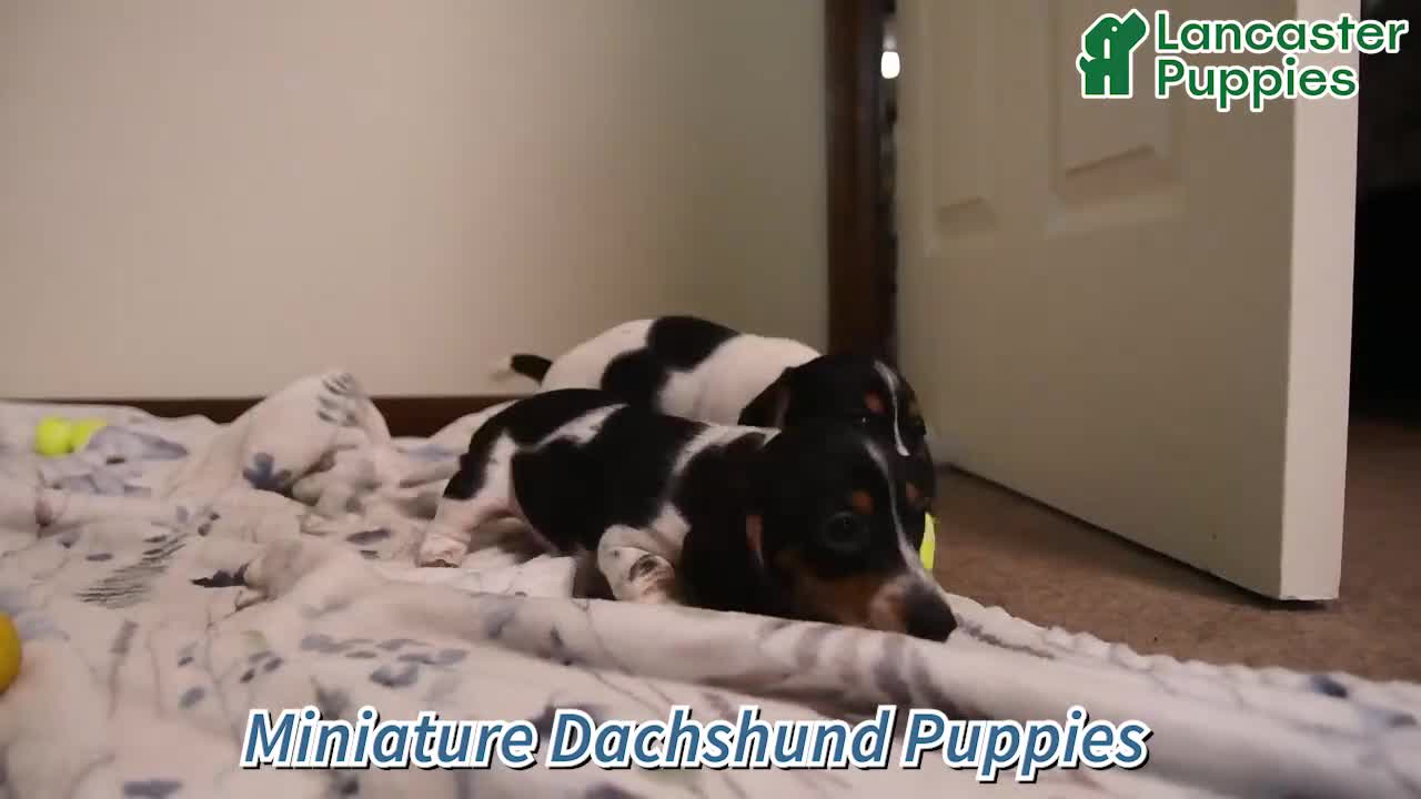 Miniature Dachshund dogs for sale: Comet - Video 1