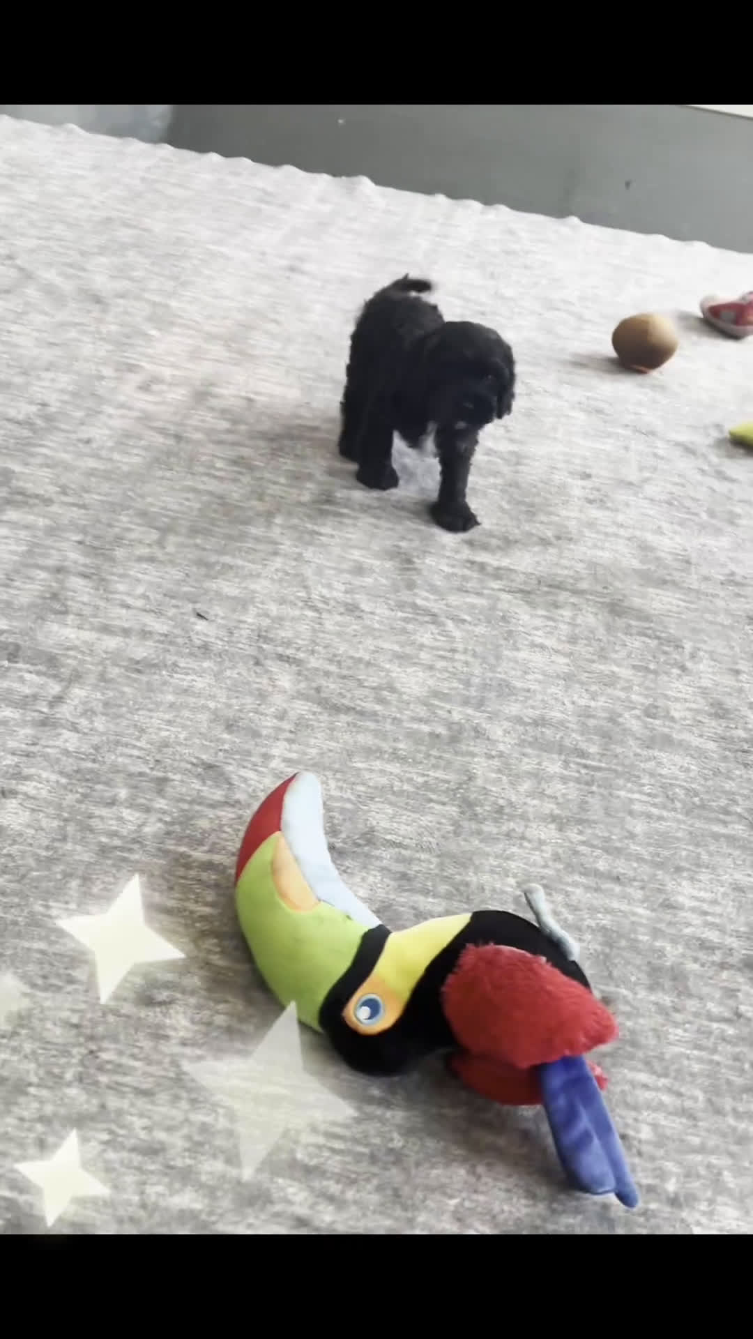 Cavapoo dogs for sale: Teddy Adorable Champion Line Cavapoo - Video 4