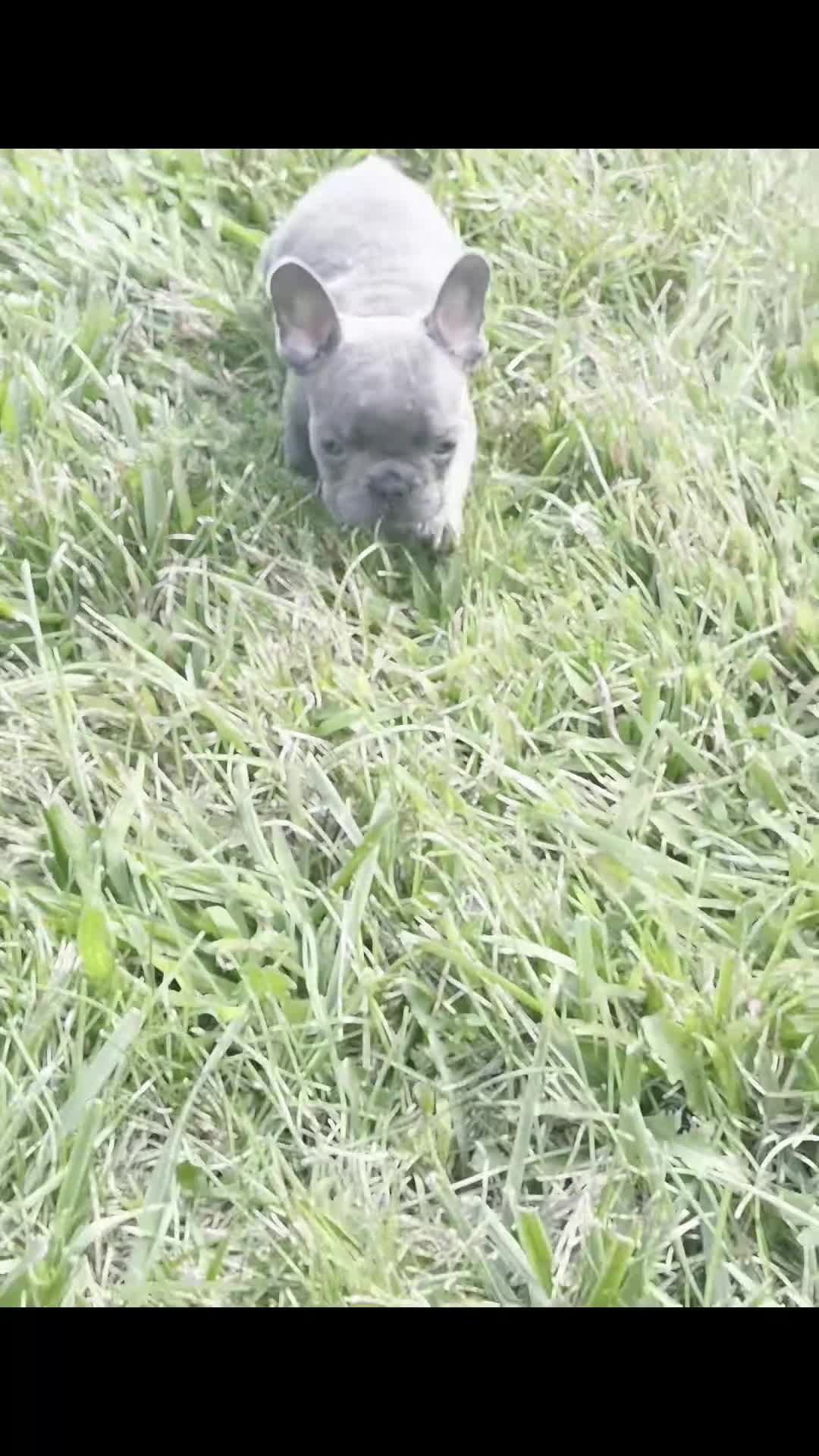 French Bulldog dogs for sale: Gumbo - Video 1