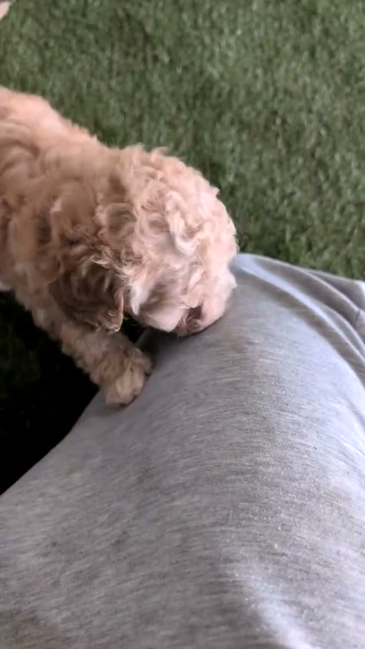 Miniature Poodle dogs for sale: Lexi - Video 1