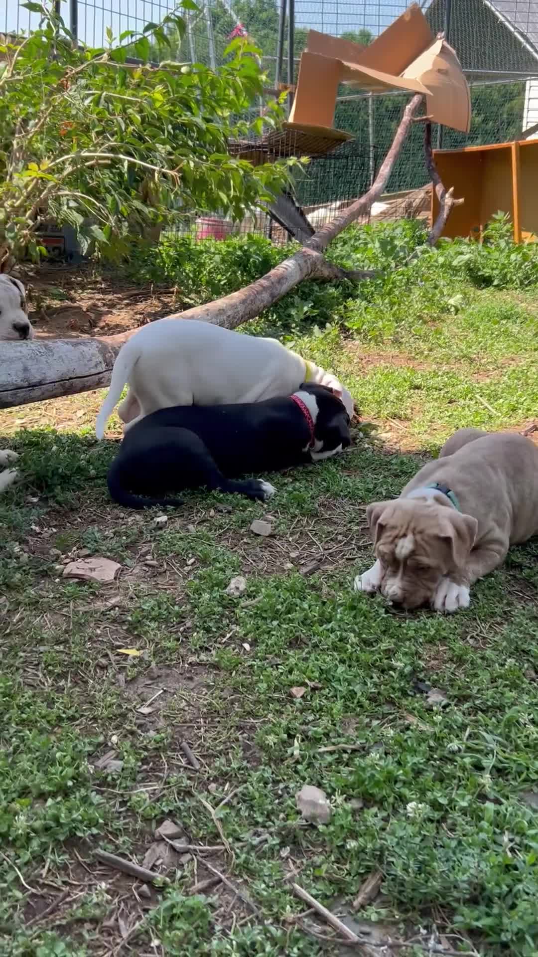 American Pit Bull Terrier dogs for sale: American Pit Bull Terrier 3 - Video 1