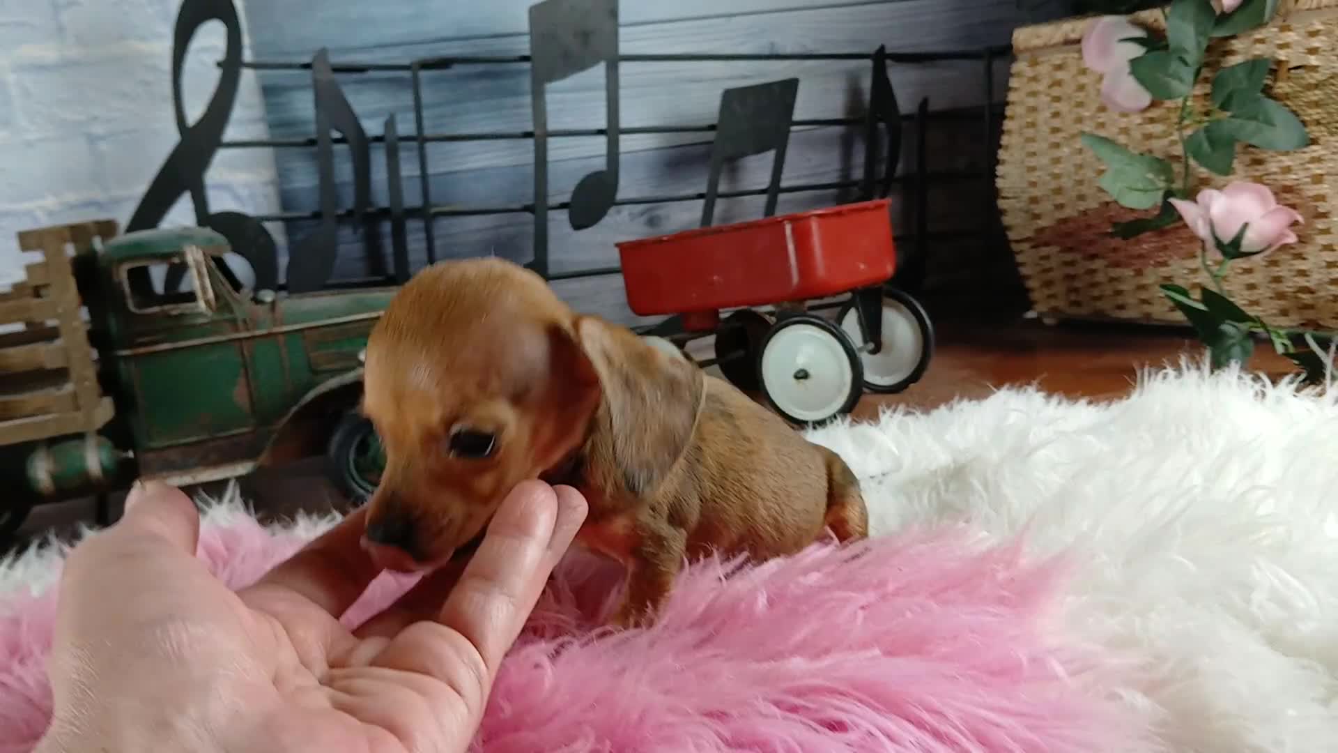 Miniature Dachshund dogs for sale: Suzies Chocolate boy. Hand Delivery  - Video 3