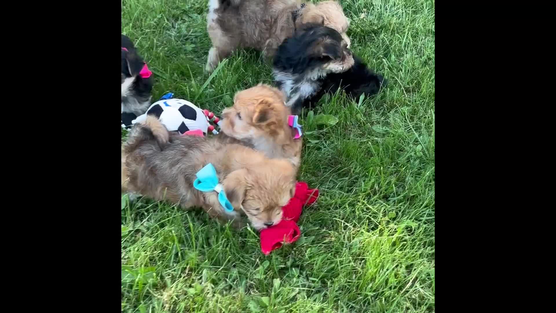 Morkie dogs for sale: Brookie  - Video 1