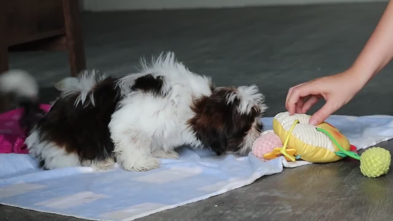 Shih Tzu dogs for sale: Elliot - Video 1