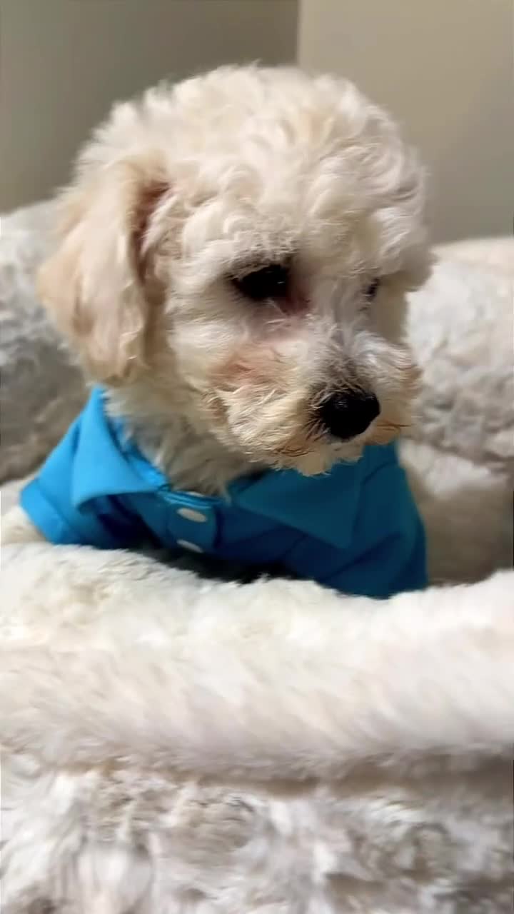 Maltipoo dogs for sale: Ziggy  - Video 1