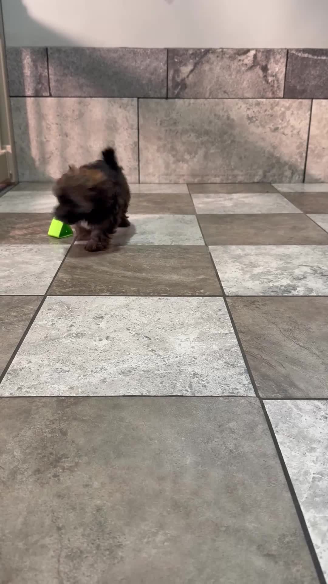 Havapoo dogs for sale: Sophie  - Video 1