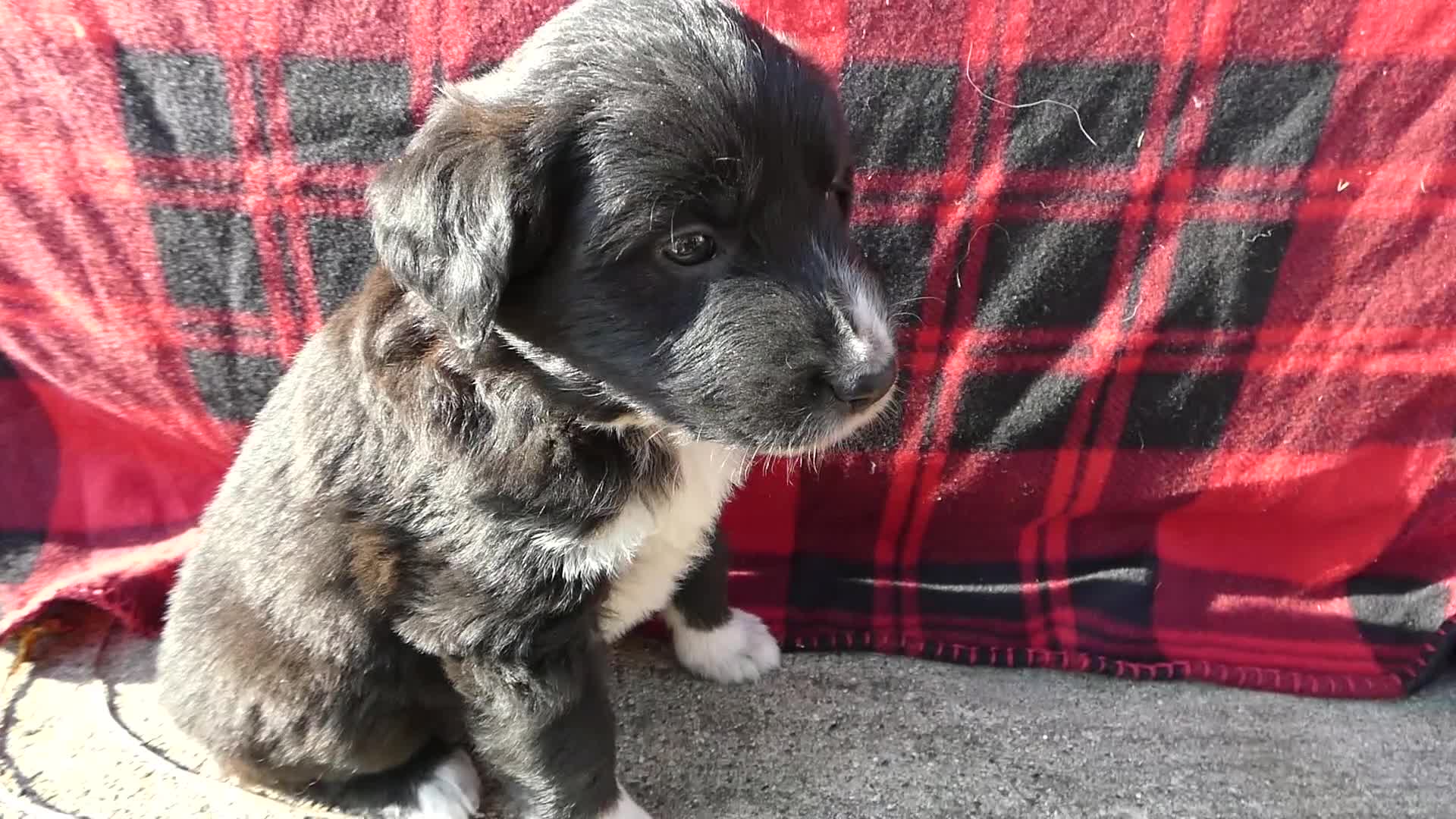 Great Pyrenees dogs for sale: Great Pyrenees Puppy 6 Lizzy - Video 1