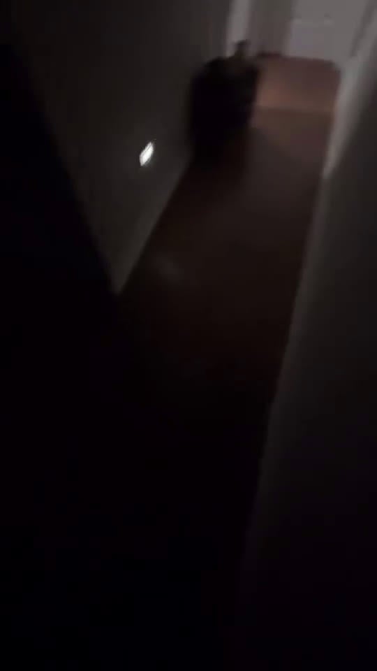 American Staffordshire Terrier dogs for sale: American Staffordshire Terrier Puppy 1 - Video 1