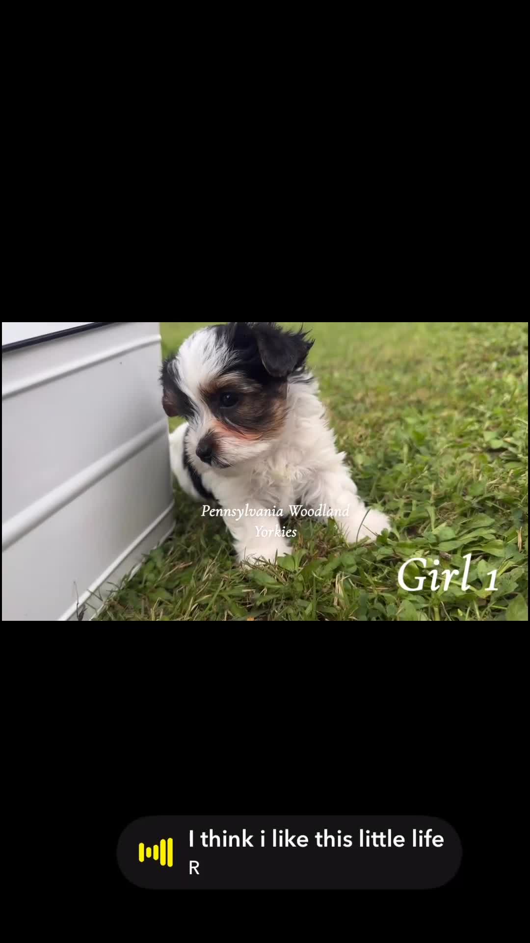 Yorkshire Terrier dogs for sale: Yorkshire Terrier 2 - Video 1