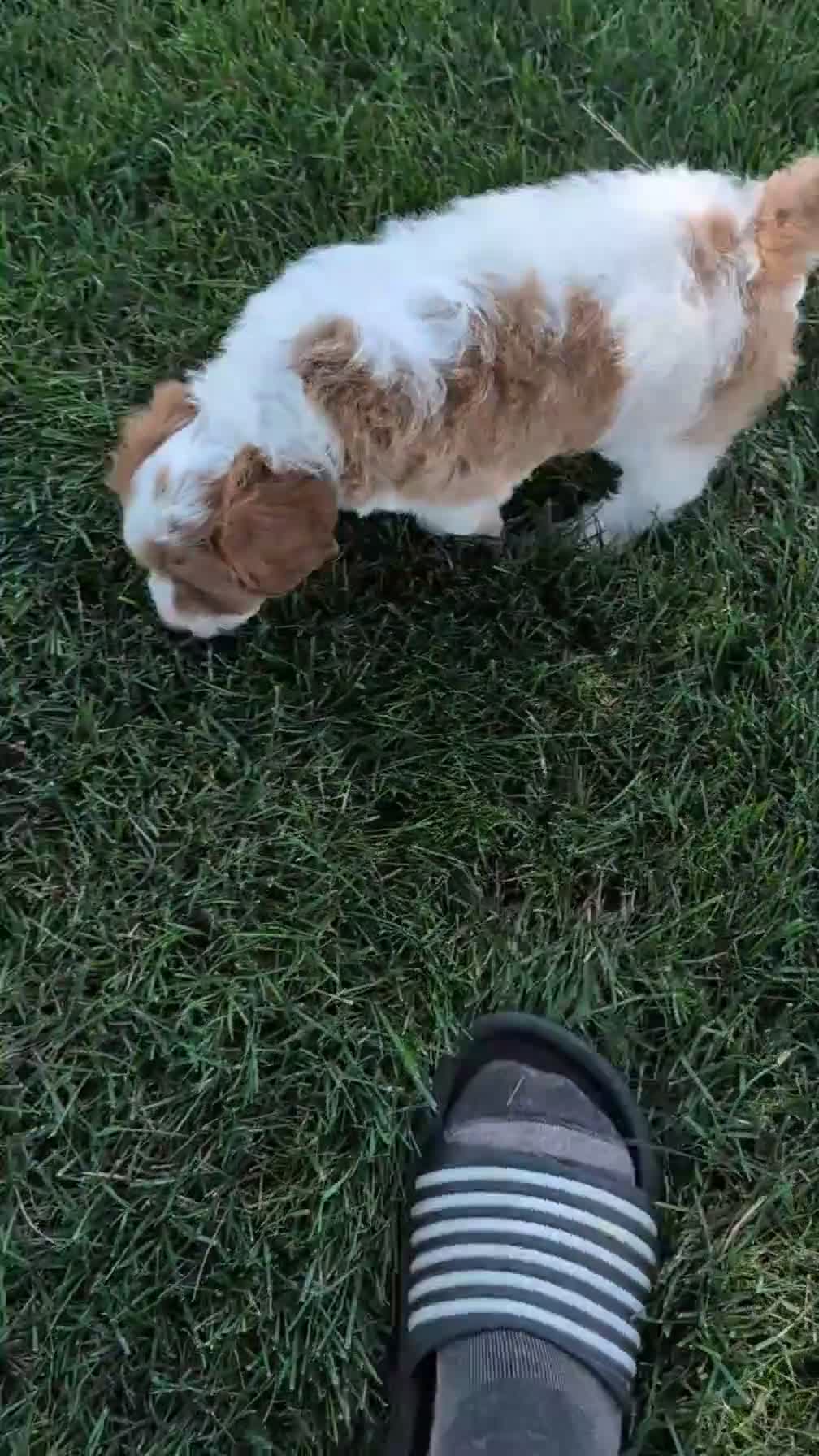 Cavapoo dogs for sale: Rena - Video 1