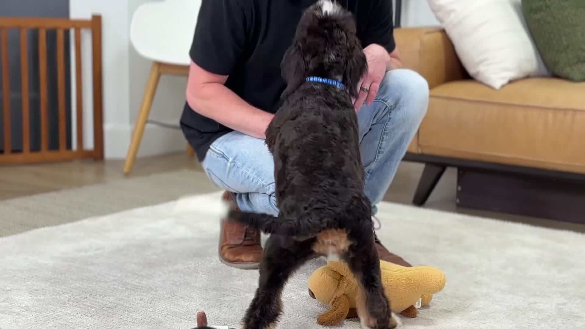 Mini Bernedoodle dogs for sale: Bacon - Video 1