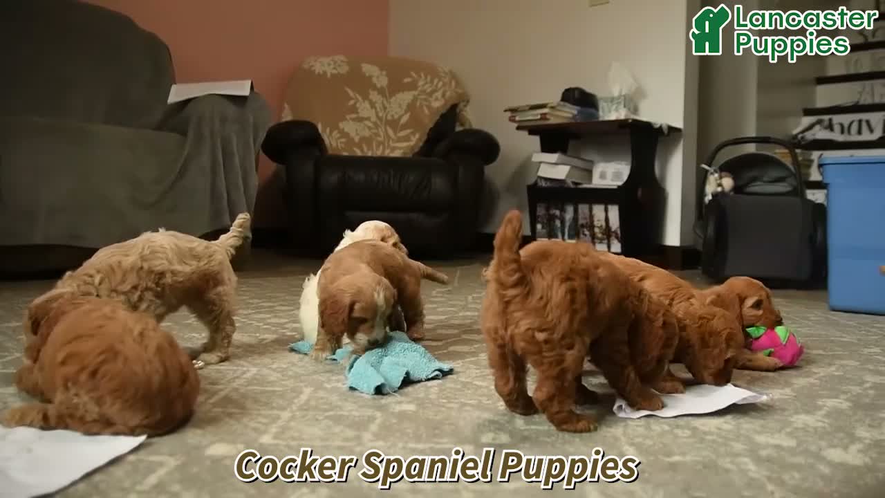Cockapoo dogs for sale: Leif - Video 1
