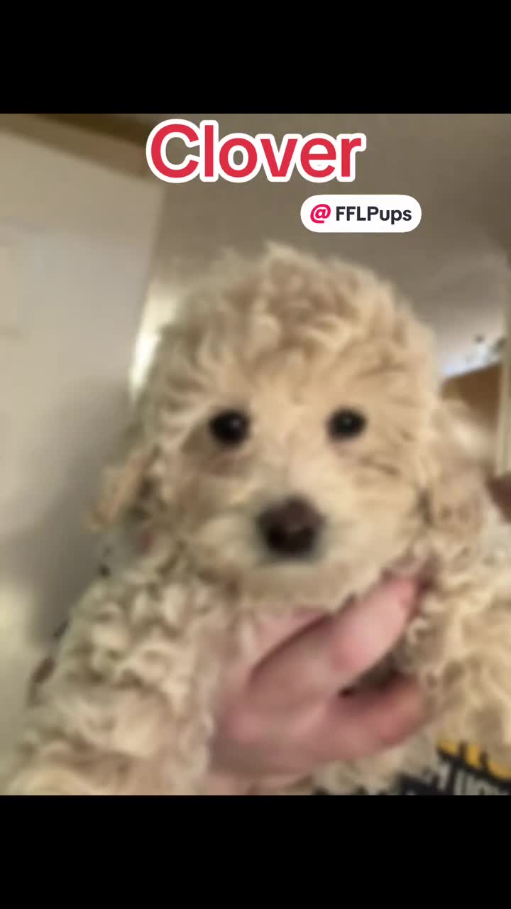 Bichpoo dogs for sale: Clover - Video 1