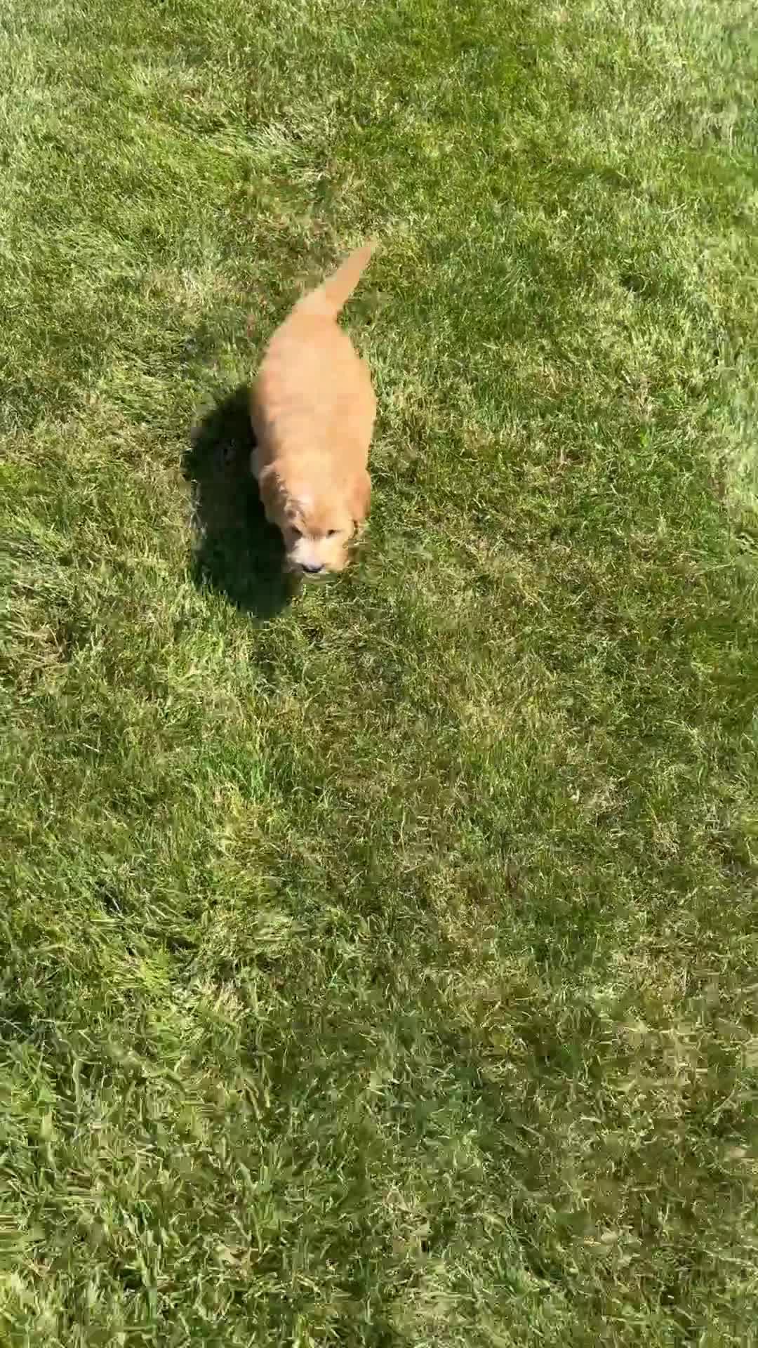 Mini Goldendoodle dogs for sale: Lynn - Video 1