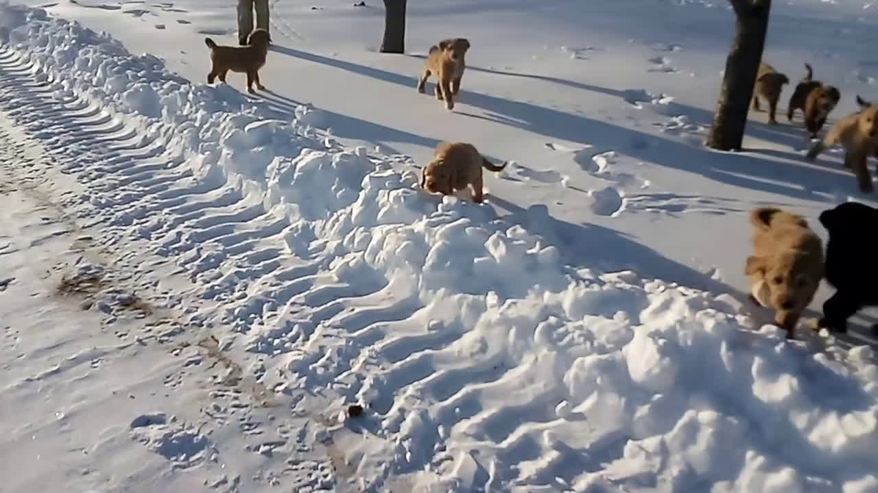 Mixed Breed dogs for sale: Blackie  - Video 5