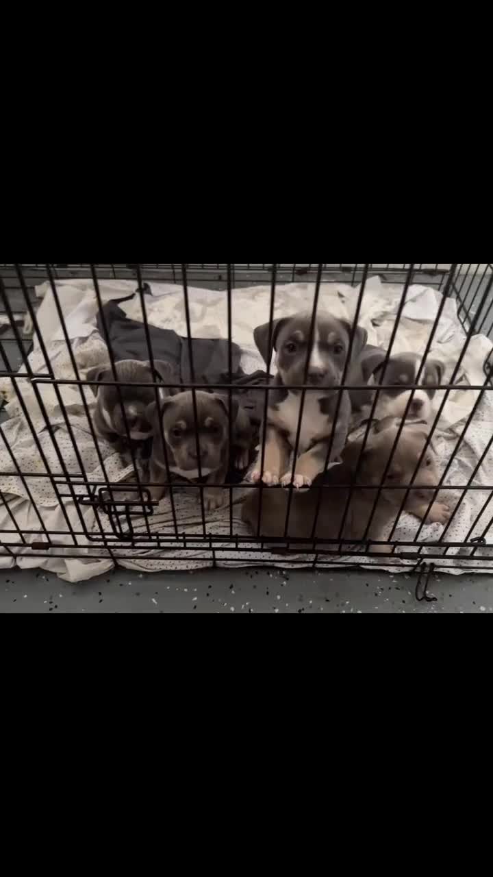 American Bully dogs for sale: American Bully Puppy 5 - Video 1