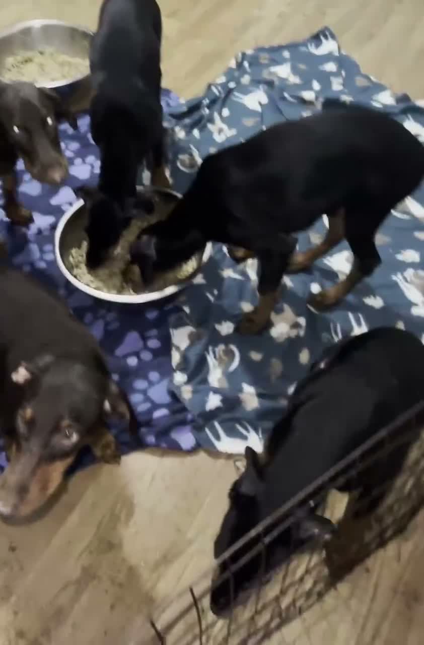 Doberman Pinscher dogs for sale: Doberman Pinscher 4 - Video 2