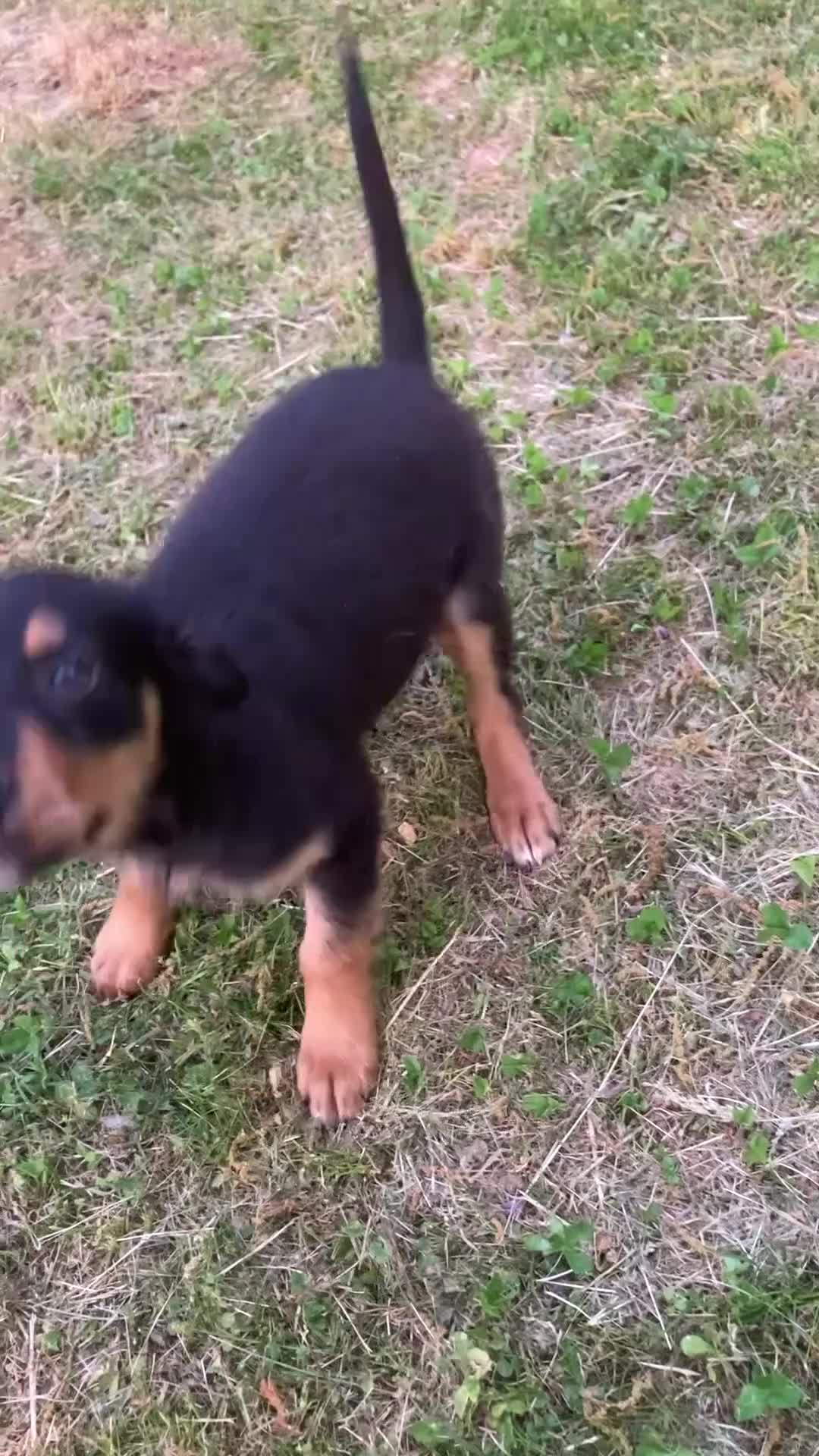 Mixed Breed dogs for sale: Mixed Breed Puppy 1 - Video 1