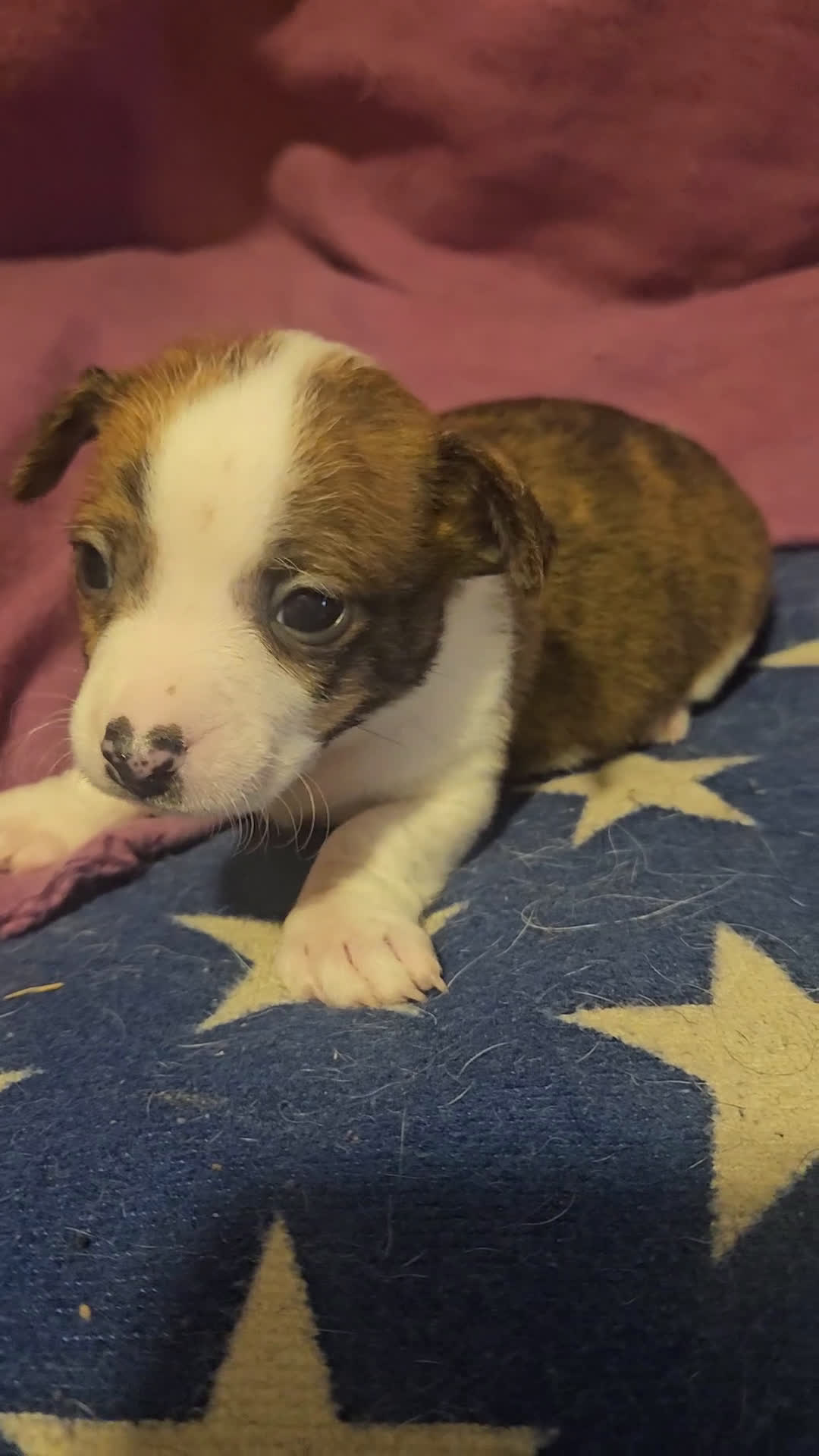 Chihuahua dogs for sale: Charley (Small to T-Cup) - Video 1