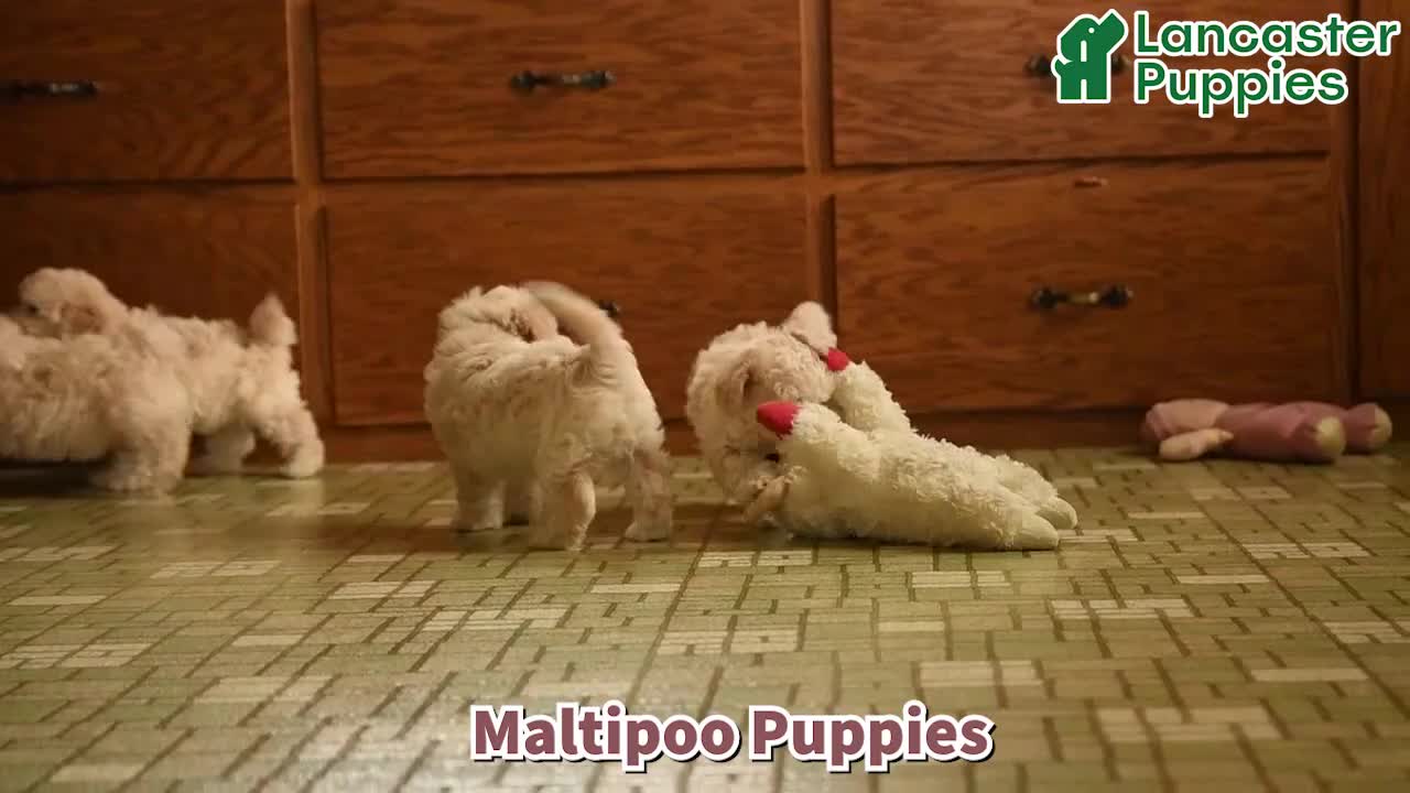 Maltipoo dogs for sale: Mariachi - Video 1