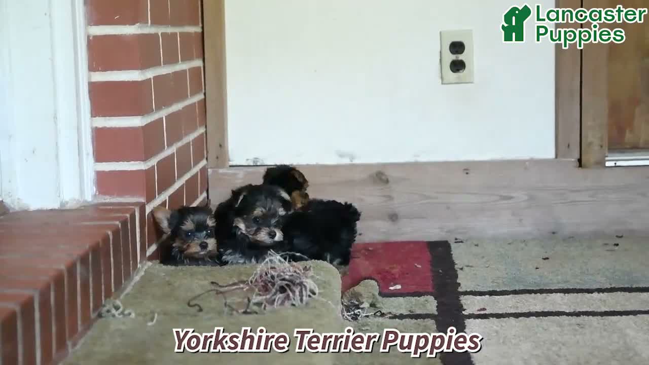 Yorkshire Terrier dogs for sale: Bandit - Video 1