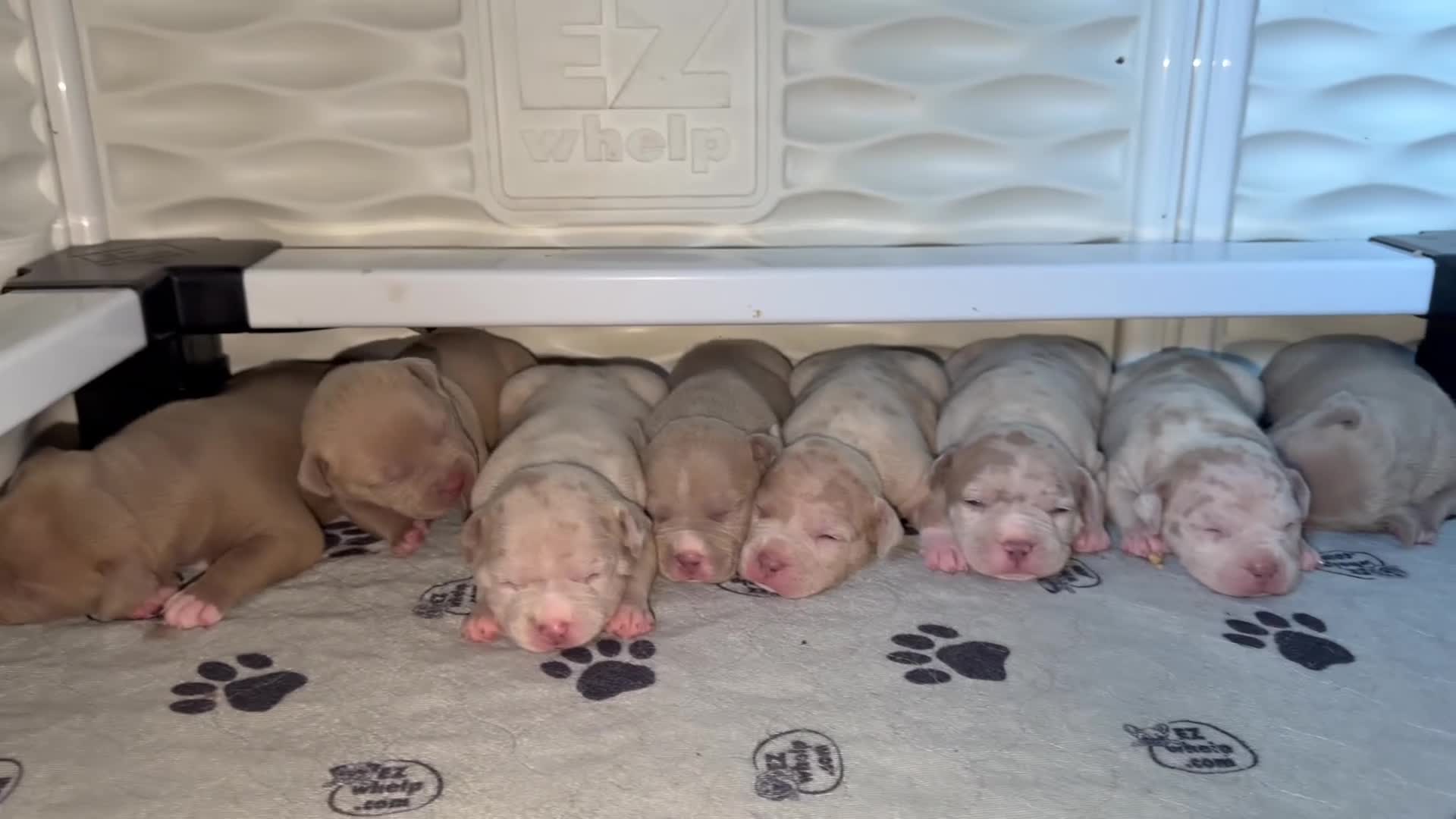 American Bully dogs for sale: Solid female - Video 5