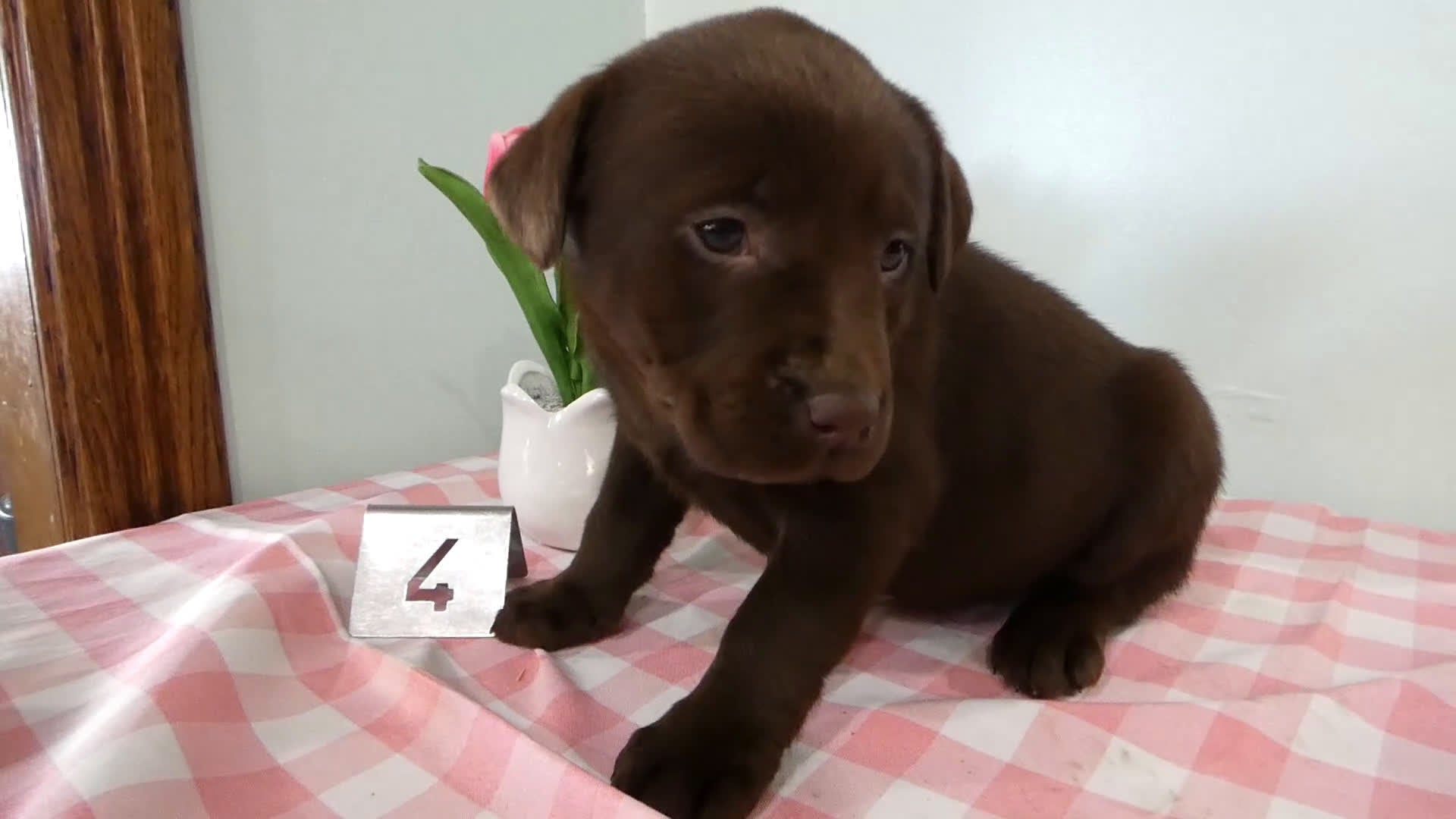 Labrador Retriever dogs for sale: Labrador Retriever Puppy 4 Molly - Video 1