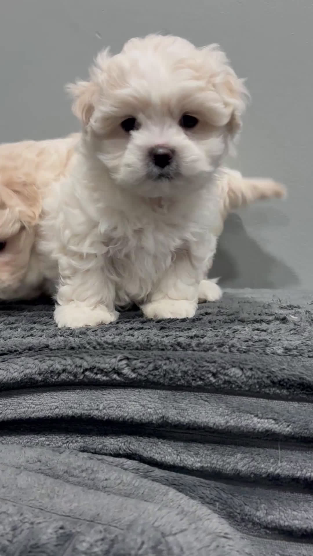 Malshi dogs for sale: Malshi Puppy 1 - Video 1