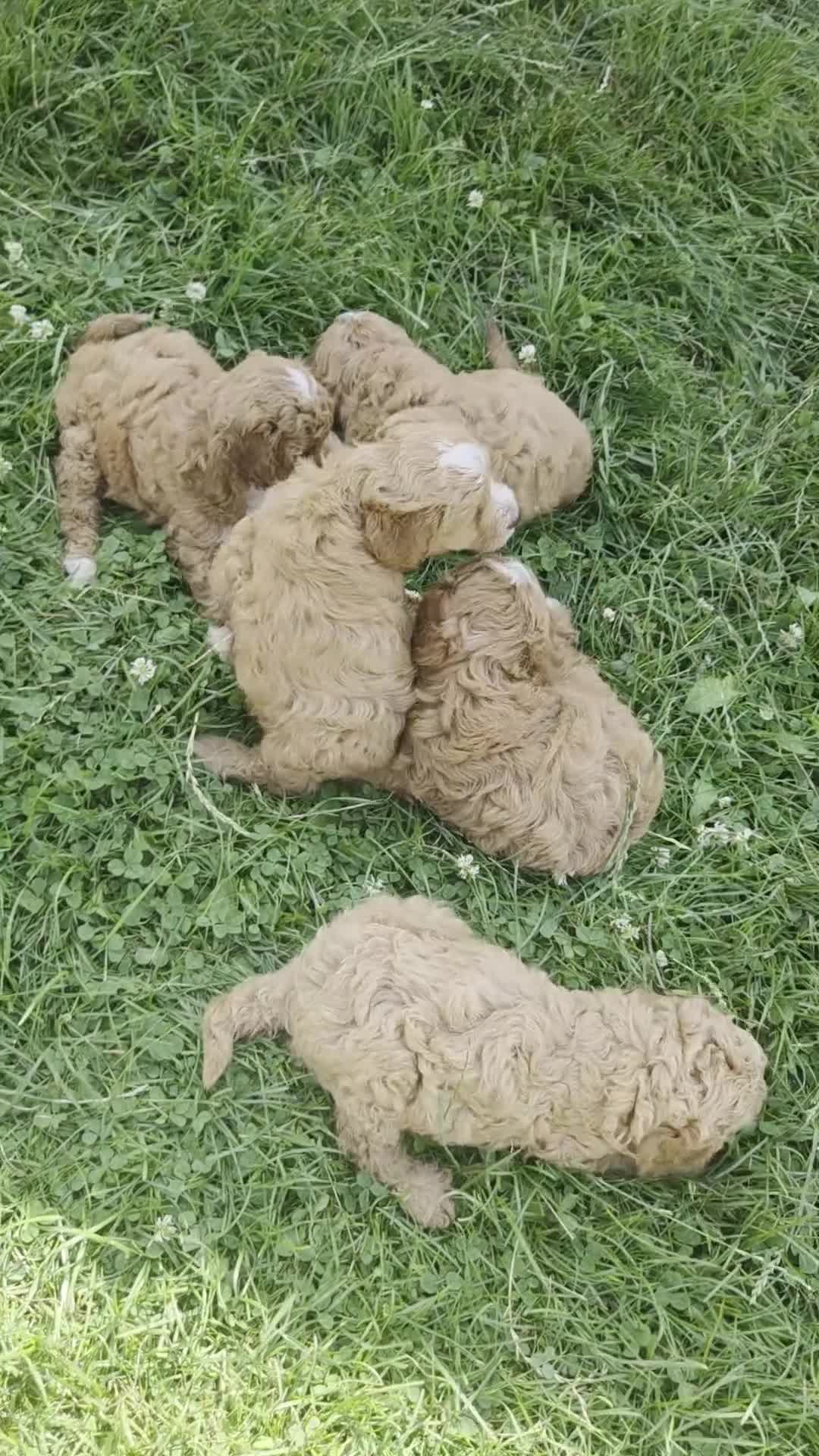Cavapoo dogs for sale: Ruby - Video 1