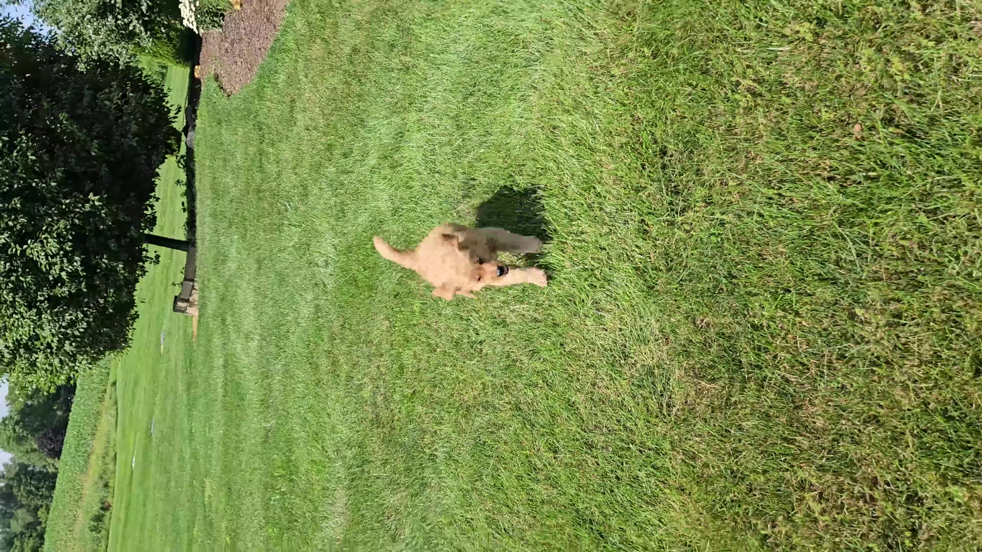 Golden Retriever dogs for sale: Duke - Video 2